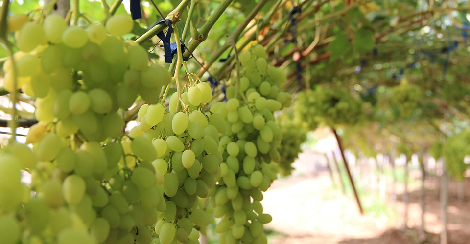 Protezione su misura per vigneti e colture specializzate