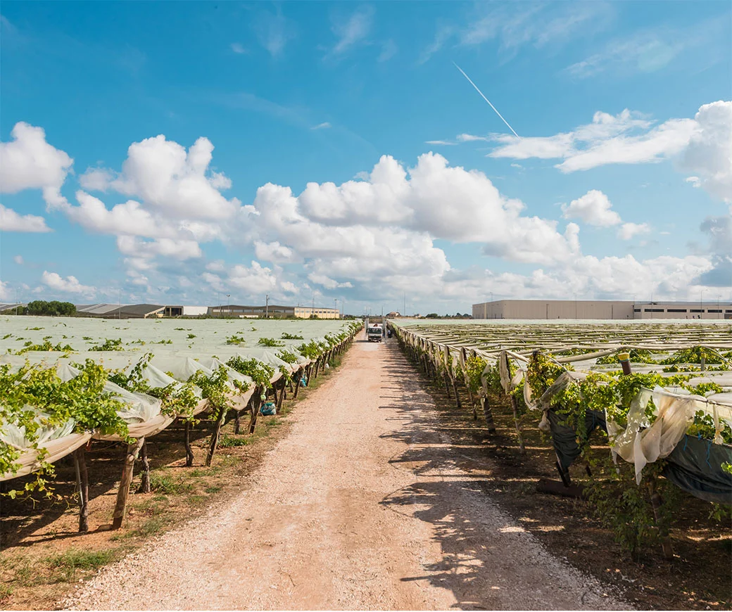 Produzione teli per vigneti