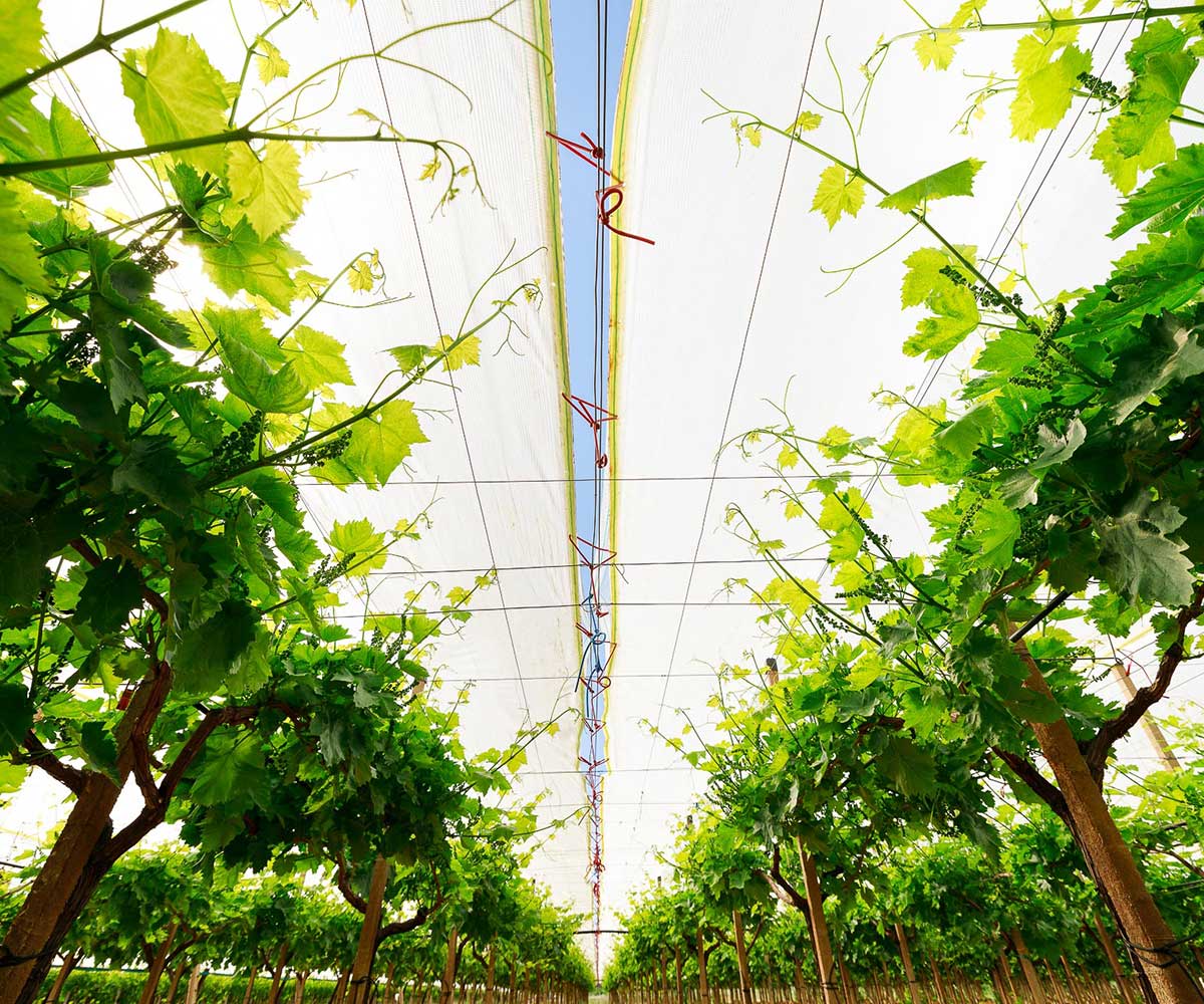 Colture protette: come proteggere le coltivazioni in modo efficace e duraturo