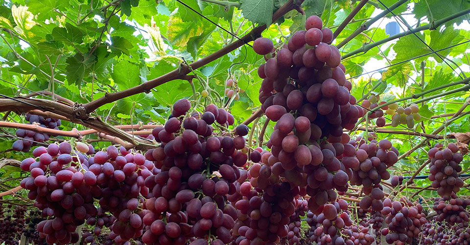 Protezione su misura per vigneti e colture specializzate